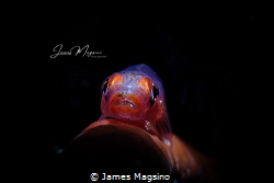 Goby by James Magsino 